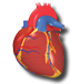 Adult and Pediatric Cardiac icon